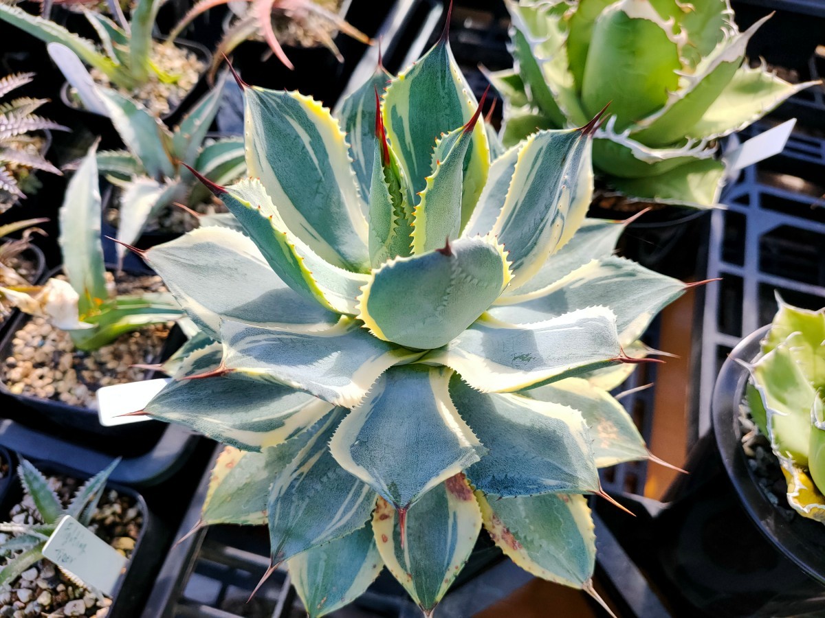 アガベ ポタトラム ポテトラム ポタトルム セット3株 鳳凰 アイス