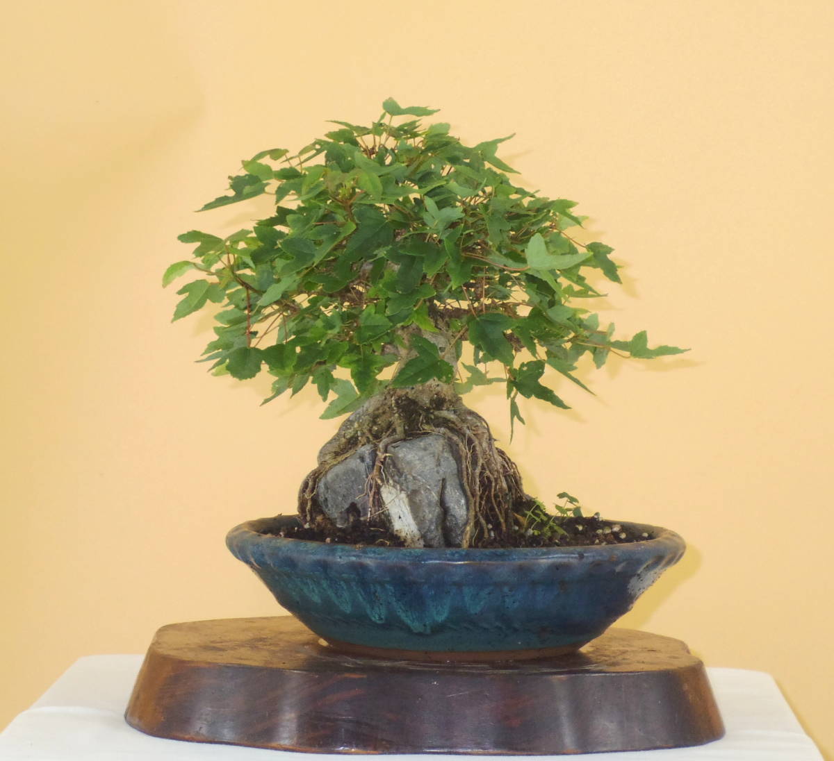 貴風盆栽石付きの楓 ☆楓 ・貴風サイズ石付盆栽☆(