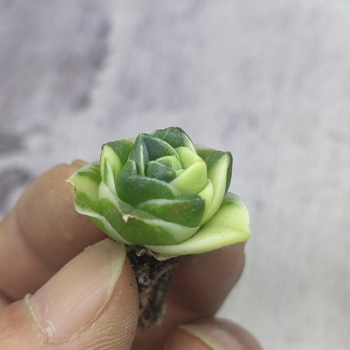 王妃笹の雪A型 アガベ ピンキー 白覆輪斑 多肉植物 ｜A362 「王妃笹の