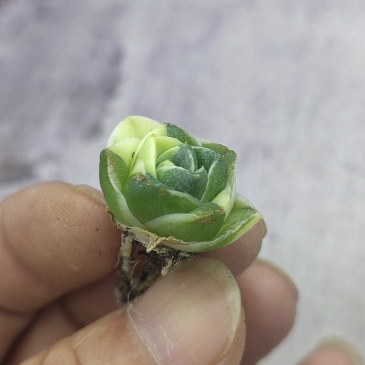 王妃笹の雪A型 アガベ ピンキー 白覆輪斑 多肉植物 ｜A362 「王妃笹の