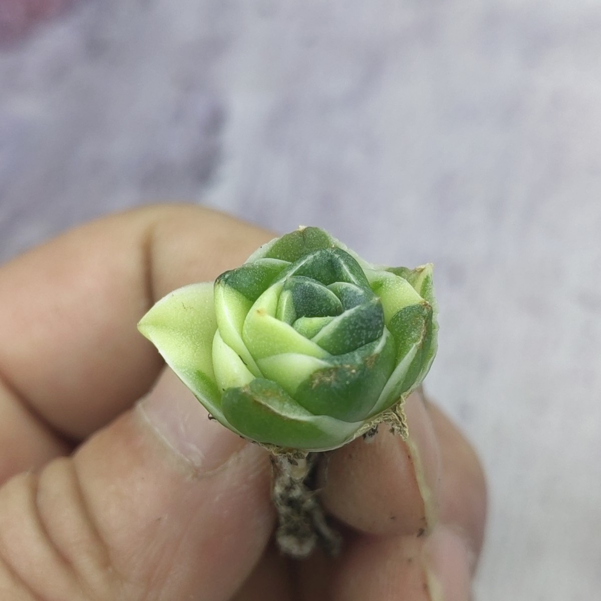 王妃笹の雪A型 アガベ ピンキー 白覆輪斑 多肉植物 ｜A362 「王妃笹の