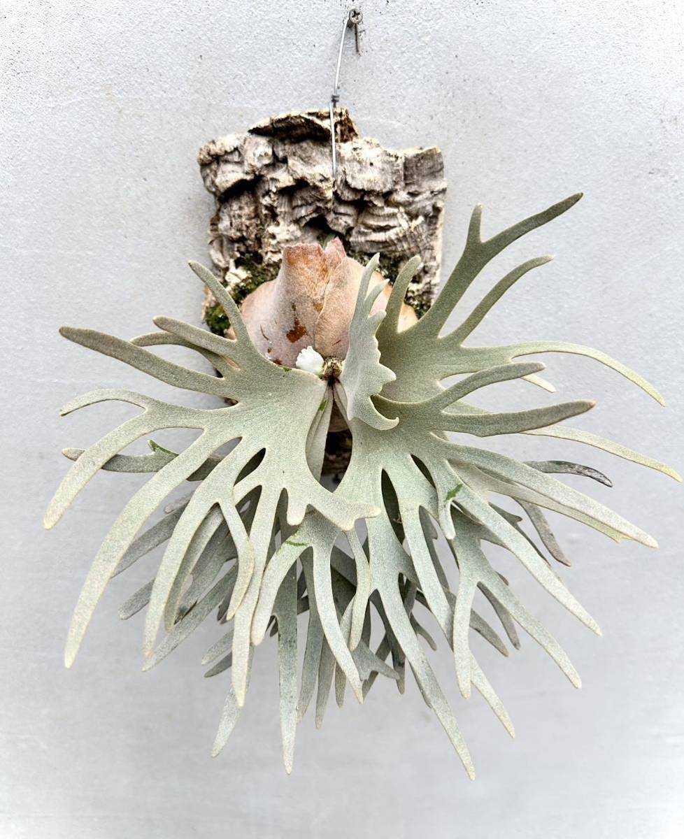 P. willinckii 'Jade Girl' spore grown 子株付き ウィリンキー