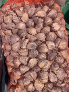 青森県 消毒済み にんにく種10Kg L 食べれません① 青森県 新物