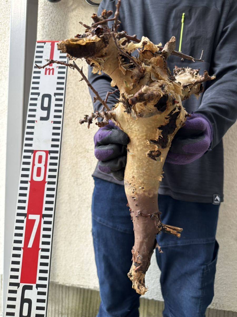 極太 308 コミフォラ カタフ Commiphora kataf 検(グラキリス パキプス