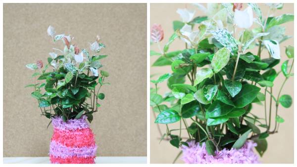 シグマ 70-300 4-5.6 DL MACRO SUPER（全ズーム域マクロ化改造）_3