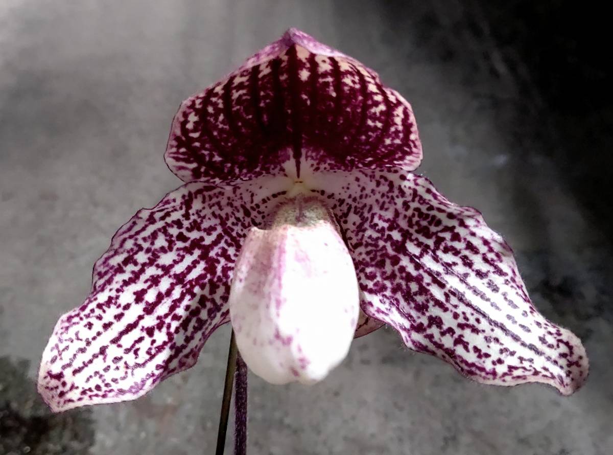 洋蘭　Paph. (UR) Death Star x anitum 実生未開花株BS