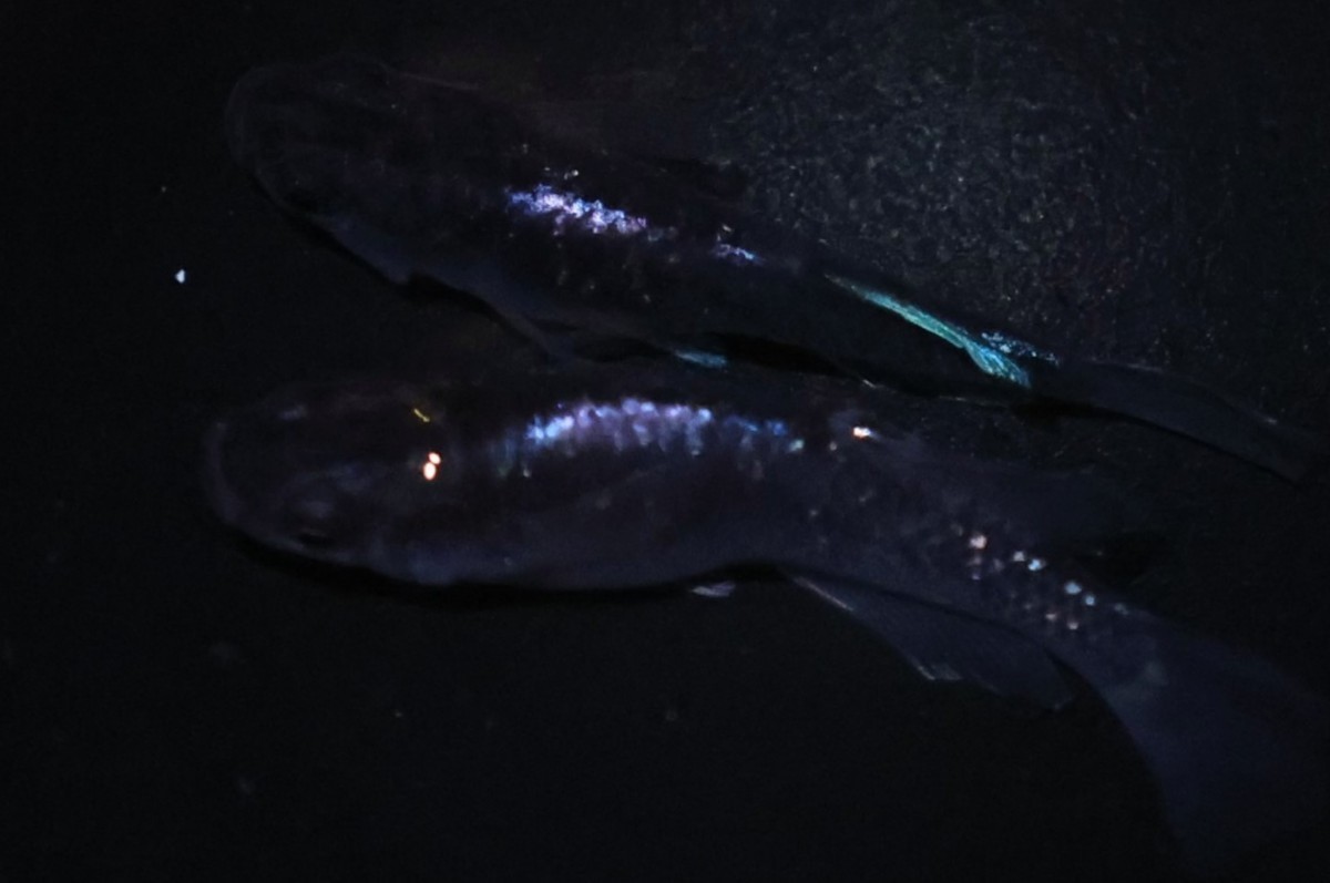 ムラサキ 現物出品 稚魚 ②メダカ めだか 1ペア 下野メダカ様野州めだか様 共同オリジナル個体 直系 【羽めだか】_1
