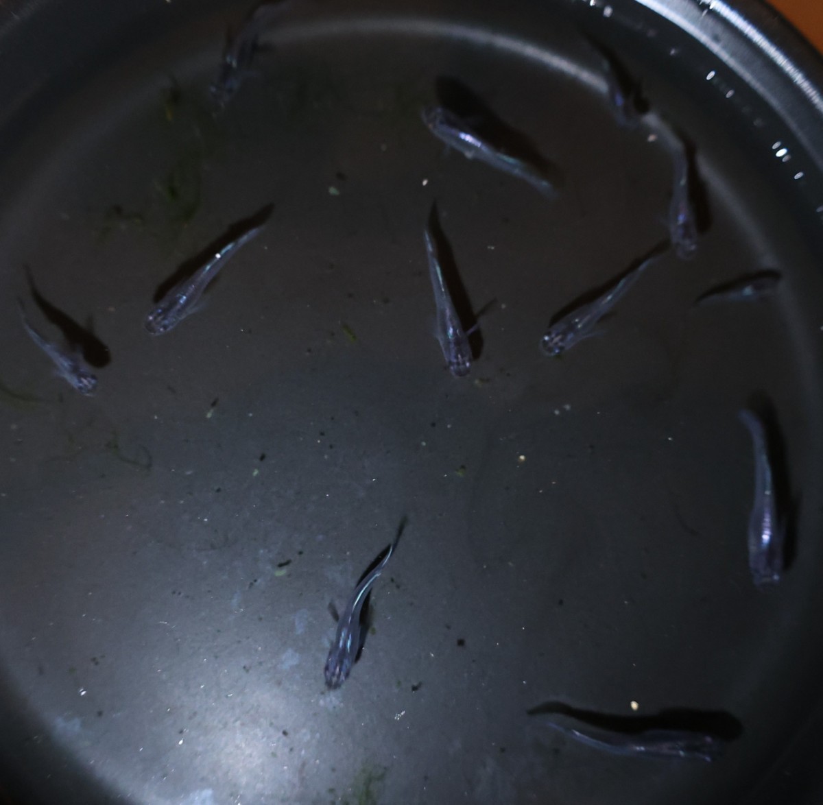 ムラサキ 現物出品 稚魚 ②メダカ めだか 1ペア 下野メダカ様野州めだか様 共同オリジナル個体 直系 【羽めだか】_2