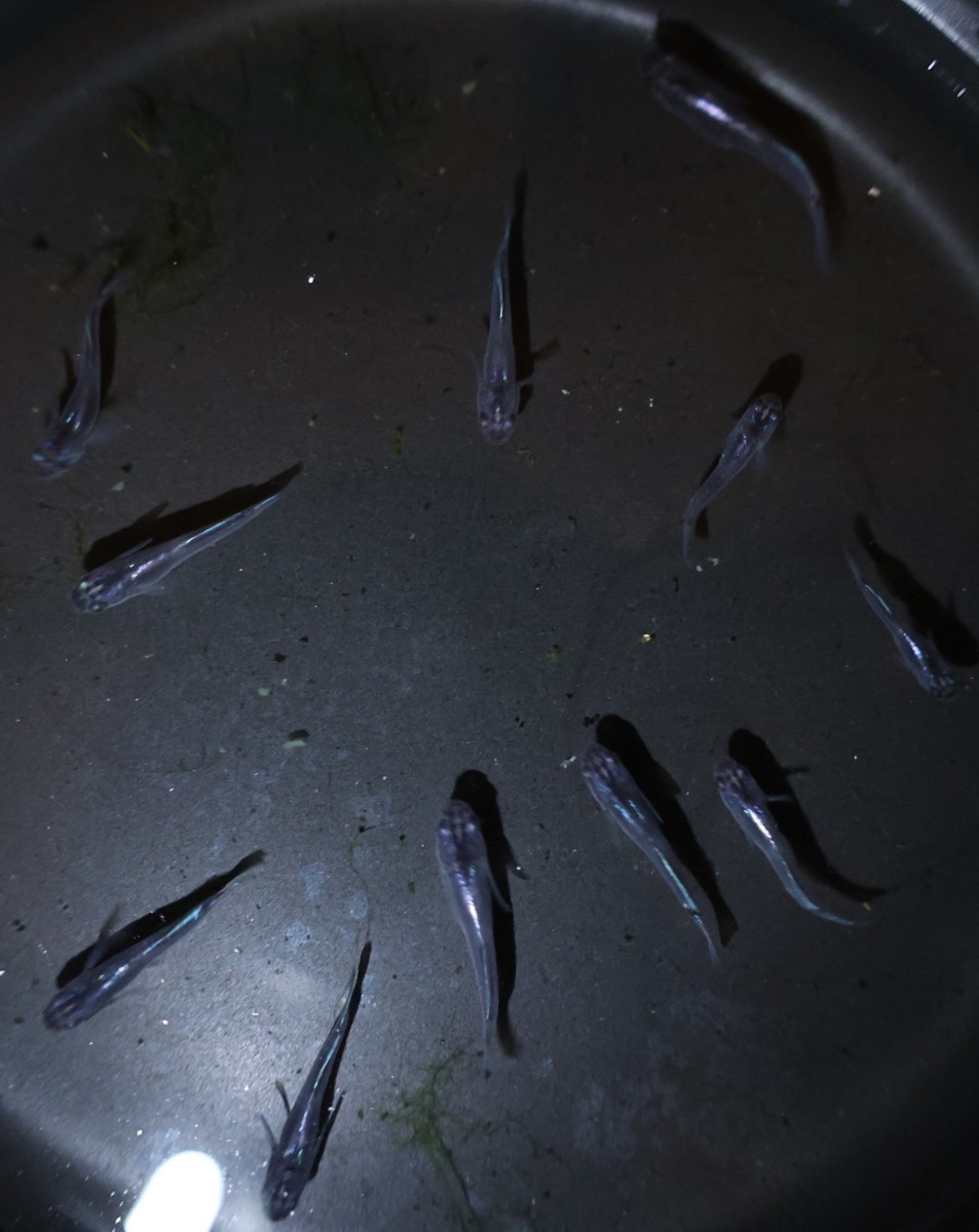 ムラサキ 現物出品 稚魚 ②メダカ めだか 1ペア 下野メダカ様野州めだか様 共同オリジナル個体 直系 【羽めだか】_3