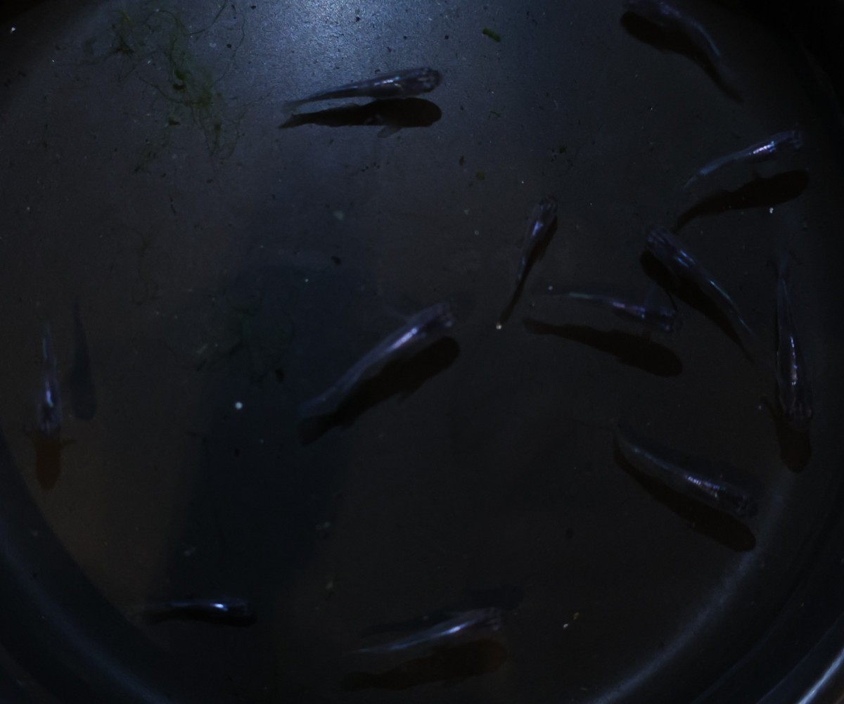 ムラサキ 現物出品 稚魚 ②メダカ めだか 1ペア 下野メダカ様野州めだか様 共同オリジナル個体 直系 【羽めだか】_4