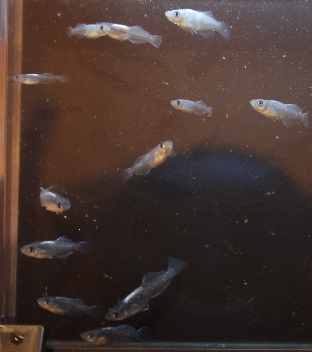 ムラサキ 現物出品 稚魚 ②メダカ めだか 1ペア 下野メダカ様野州めだか様 共同オリジナル個体 直系 【羽めだか】_5