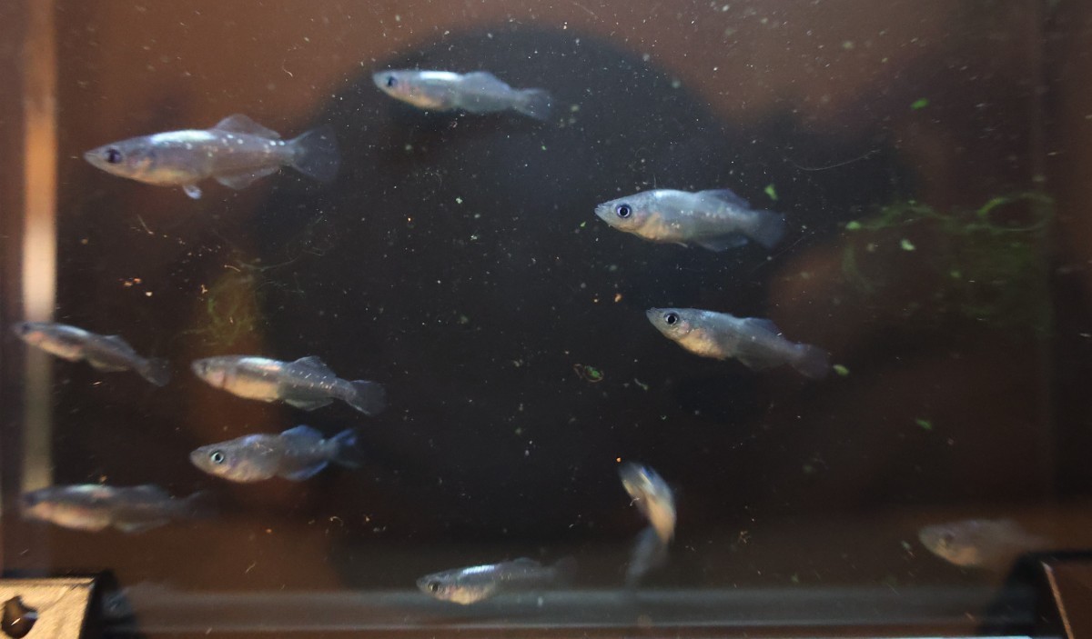 ムラサキ 現物出品 稚魚 ②メダカ めだか 1ペア 下野メダカ様野州めだか様 共同オリジナル個体 直系 【羽めだか】_6