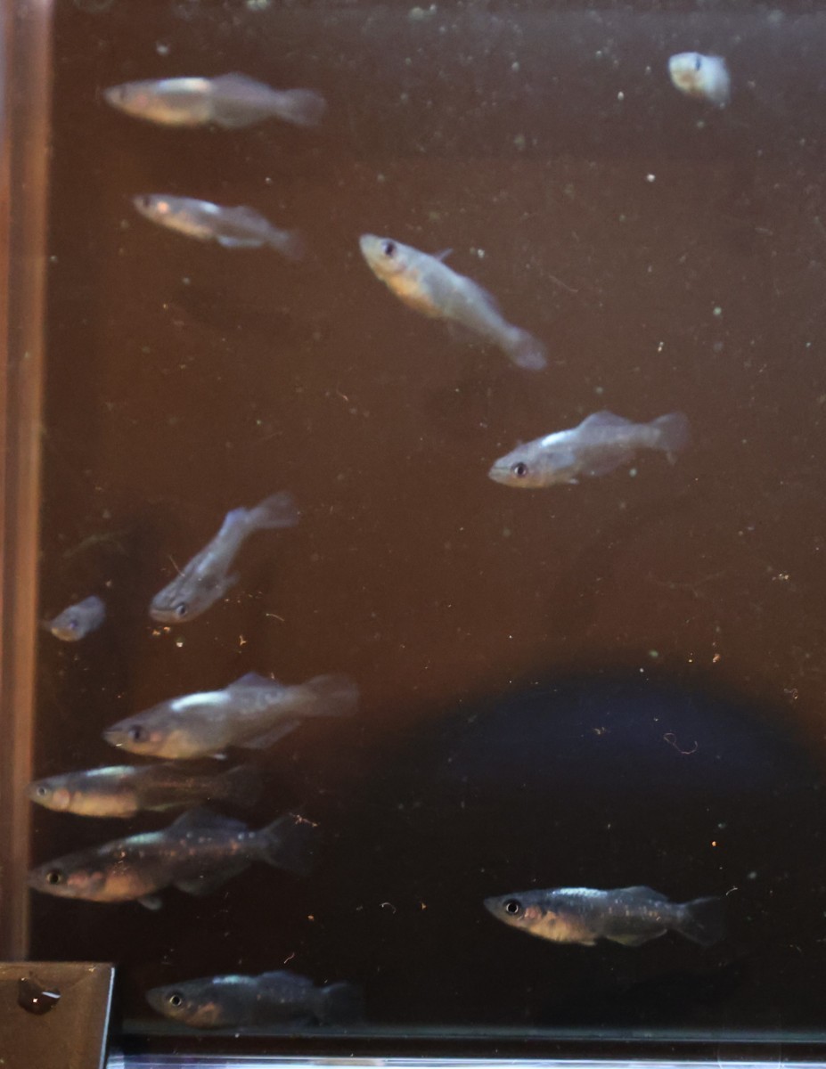 ムラサキ 現物出品 稚魚 ②メダカ めだか 1ペア 下野メダカ様野州めだか様 共同オリジナル個体 直系 【羽めだか】_7