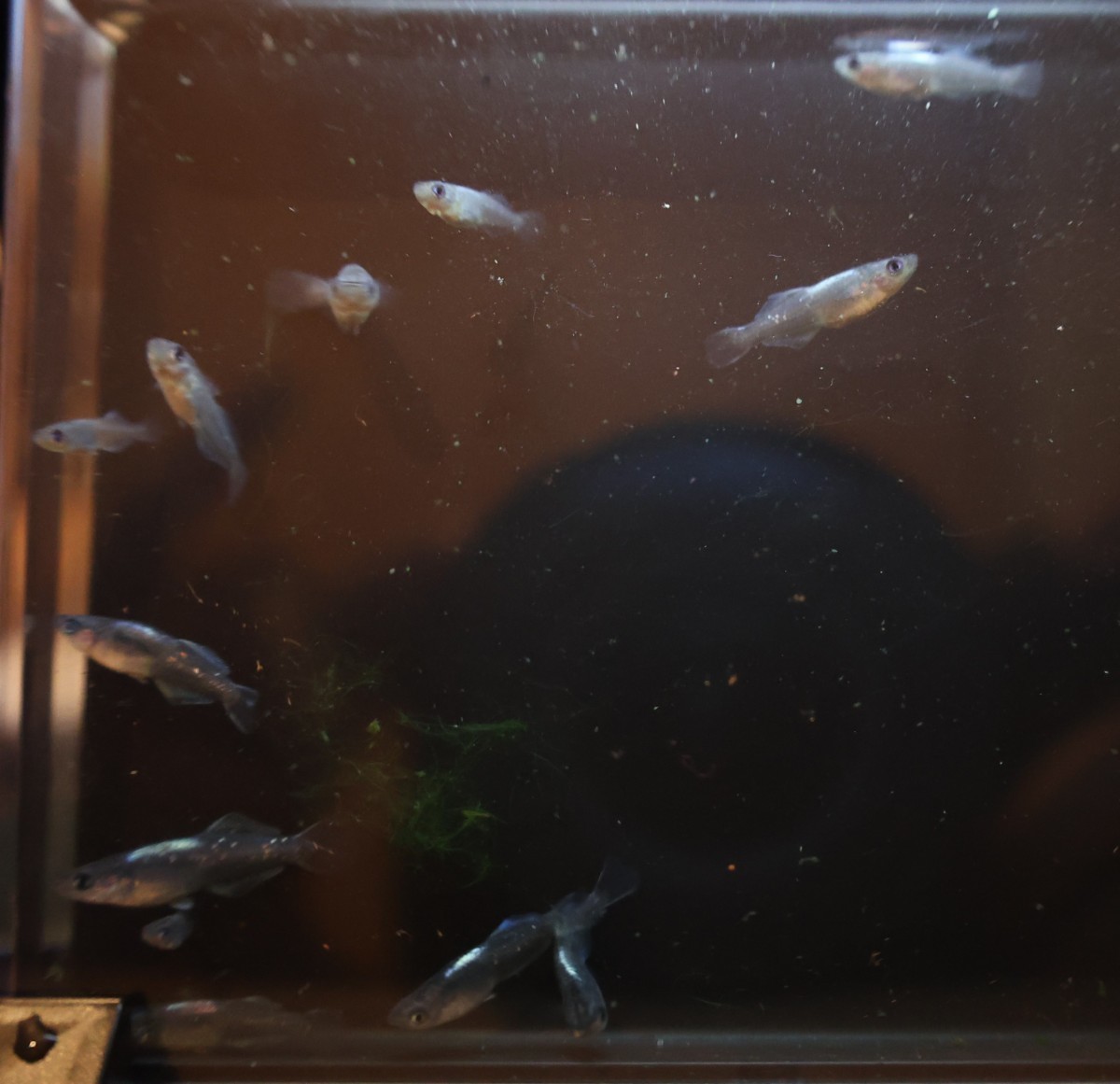 ムラサキ 現物出品 稚魚 ②メダカ めだか 1ペア 下野メダカ様野州めだか様 共同オリジナル個体 直系 【羽めだか】_8