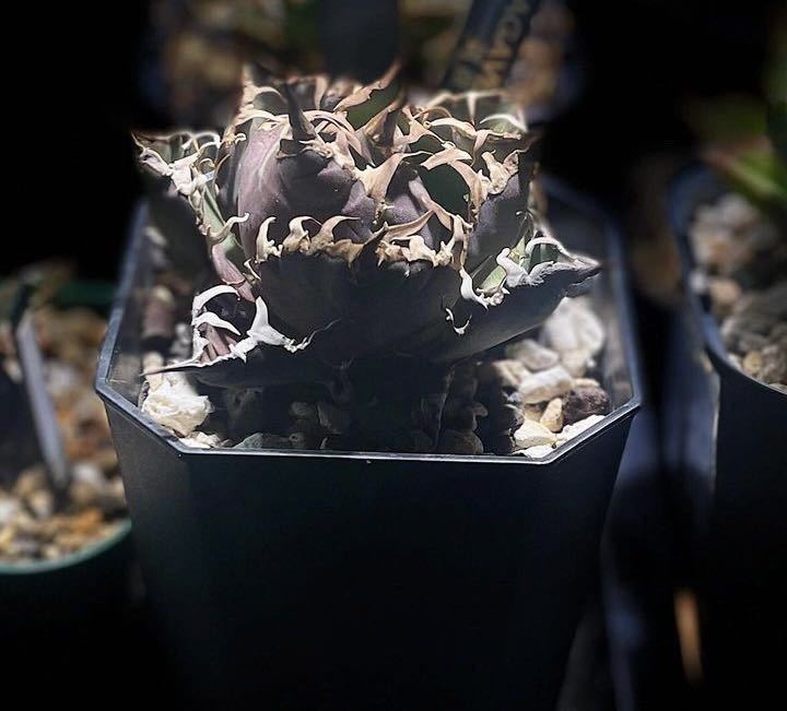 多肉植物 アガベ チタノタ魔丸極上株A 【公式通販】