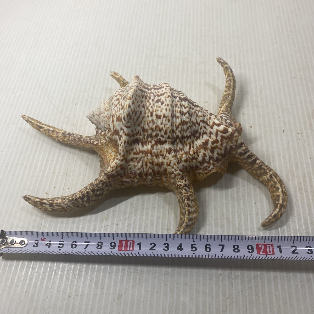 法螺貝 ホラ貝 貝殻 ほら貝 インテリア オブジェ 置物 ホラガイ 石垣 