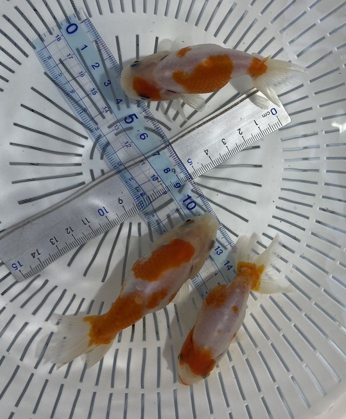 い-4◆愛知産 桜錦◆弐歳 3匹◆同日落札2以上送料無料(一部地域ご負担有，説明文参照)及び餌付，2日かかる地域発送不可