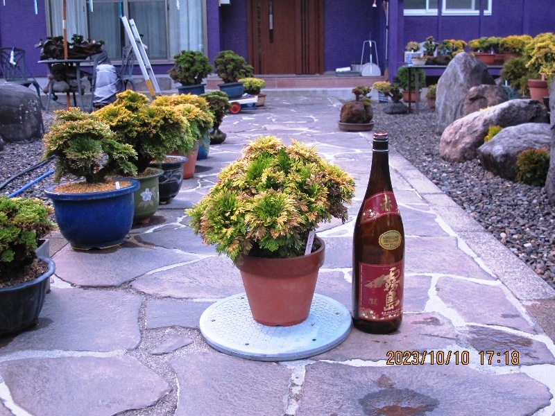 ☆ イワヒバ・ 銘品登場 【天乙女】 紅葉最前線 おいくらでもお譲り  