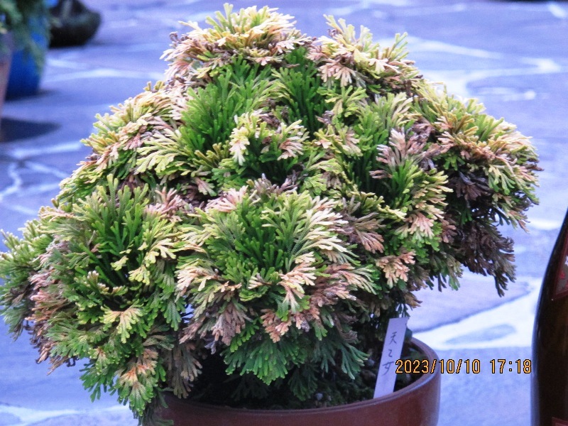 ☆ イワヒバ・ 銘品登場 【天乙女】 紅葉最前線 おいくらでもお譲り  