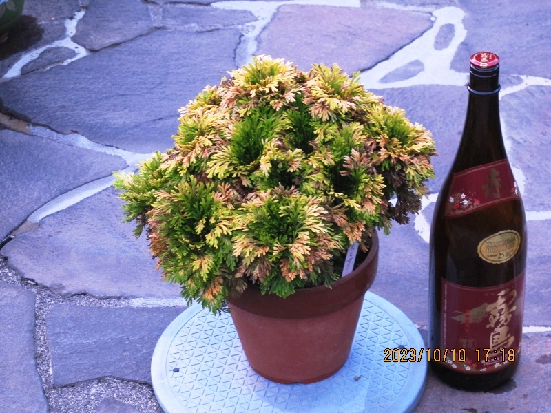 ☆ イワヒバ・ 銘品登場 【天乙女】 紅葉最前線 おいくらでもお譲り  