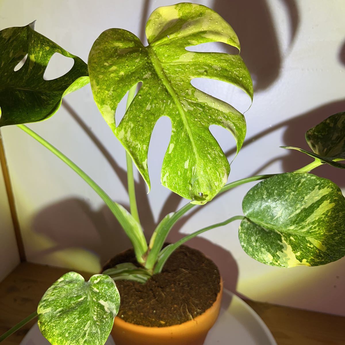 モンステラ デリシオーサ レガシ 観葉植物 極上斑モンステラ
