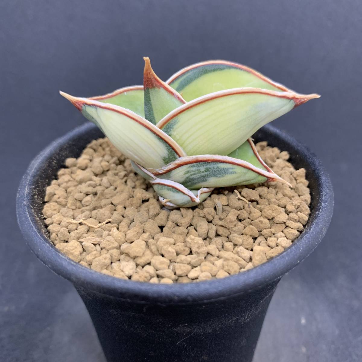 激レア】多肉植物 サンスベリア ロリダ 斑入 Sansevieria Rorida