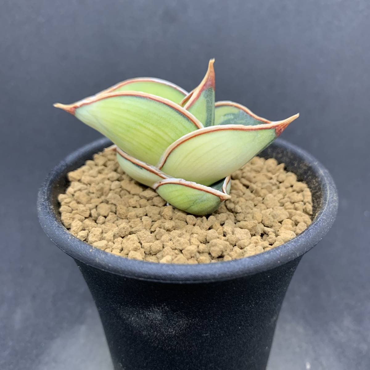 激レア】多肉植物 サンスベリア ロリダ 斑入 Sansevieria Rorida