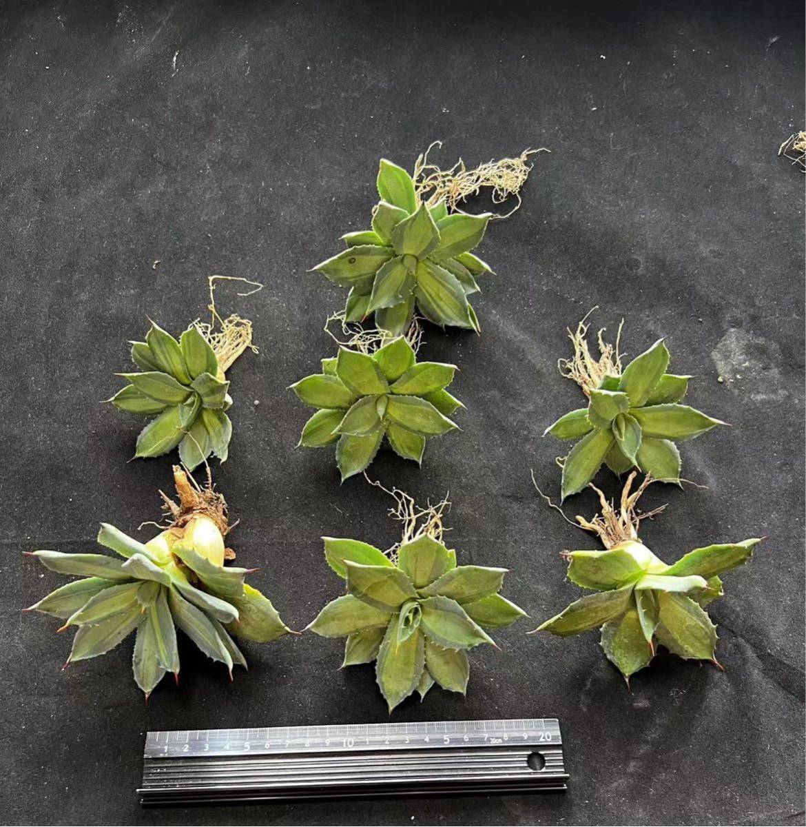 G-19多肉植物アガベ 耐寒性 吉祥天錦 パリー ホーチエンシス 極上株 7株