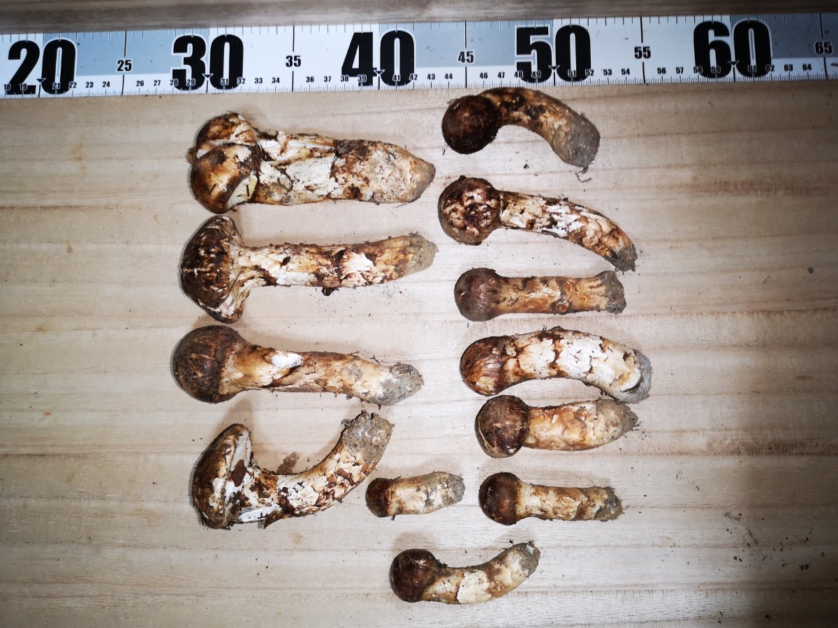 特大 国産 岩手県産 松茸 330g