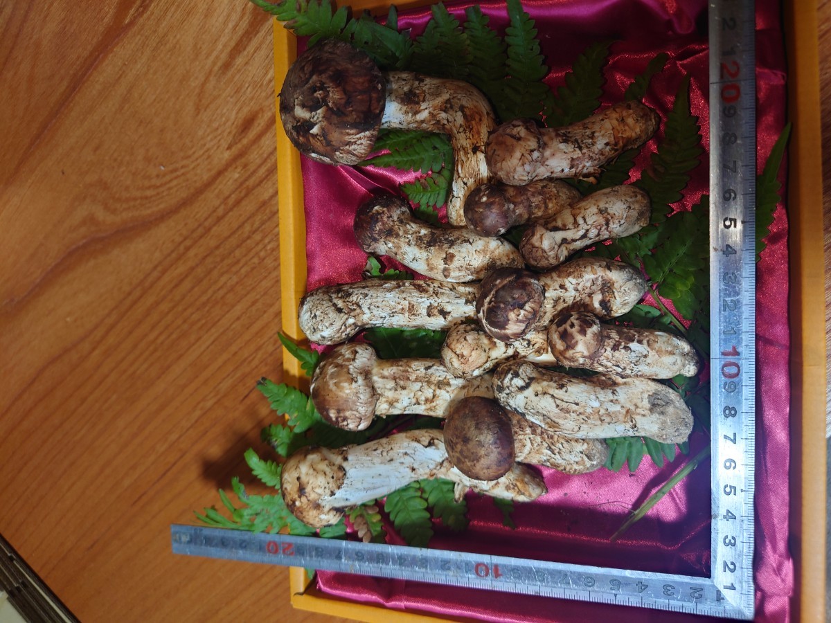 岩手県産 松茸 13本 約300g 食品 松茸 岩手県産 国産松茸 まつたけ