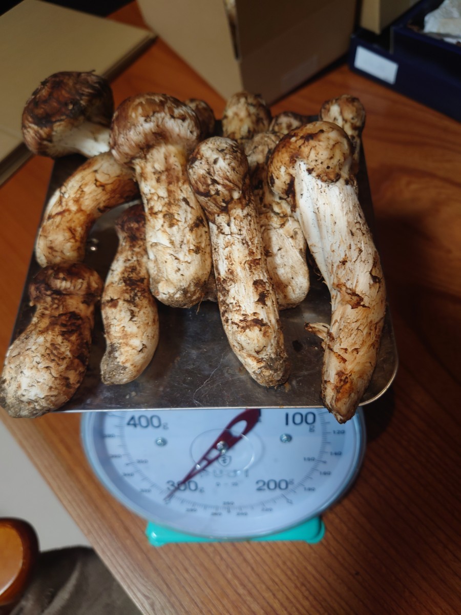 岩手県産 松茸 13本 約300g 食品 松茸 岩手県産 国産松茸 まつたけ