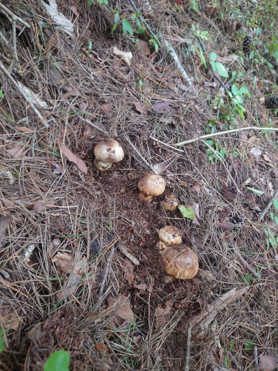 岩手県産 松茸 13本 約300g 食品 松茸 岩手県産 国産松茸 まつたけ