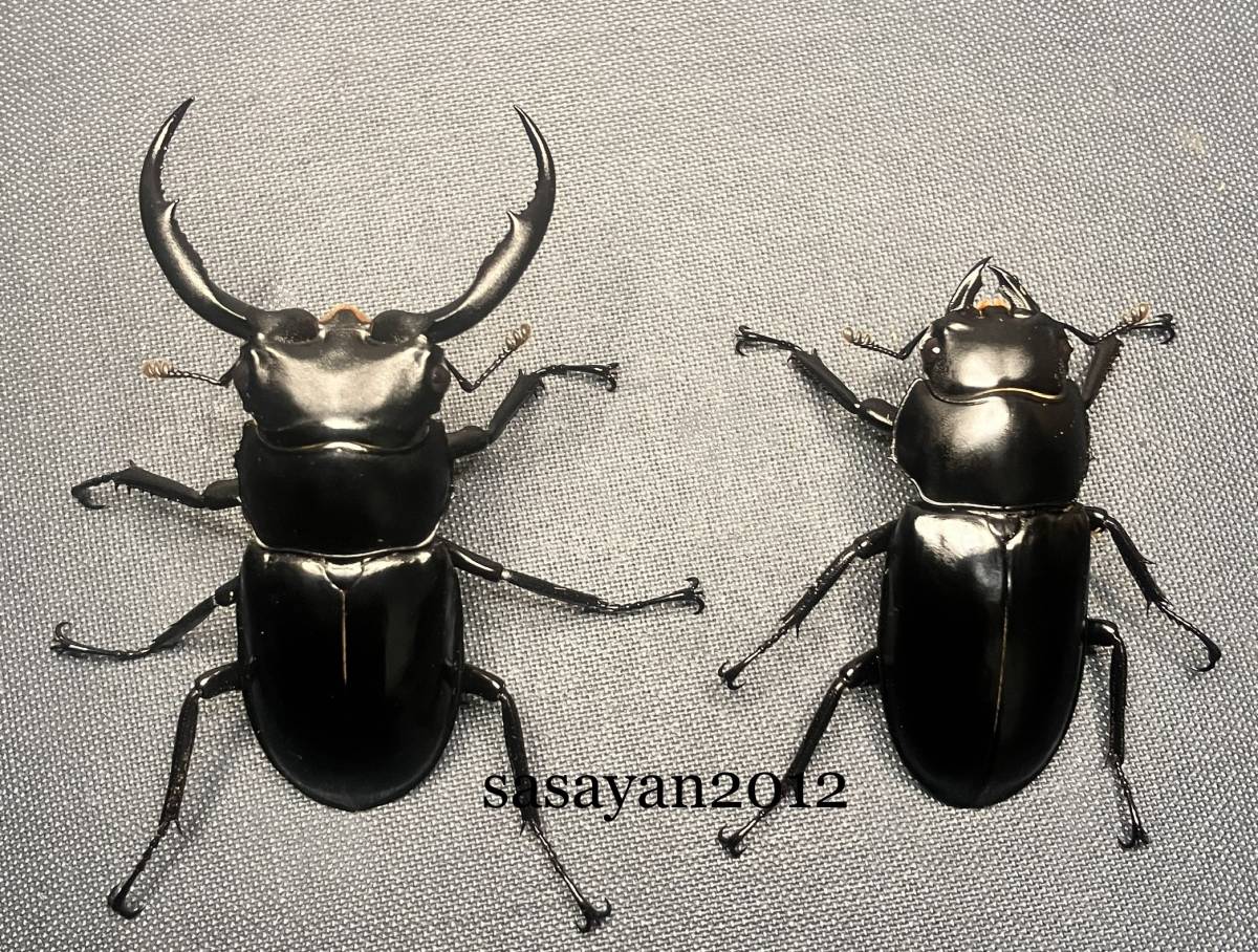 ☆ ´24年種親用 ウエストウッディカズミアエ(ウエストウッディオオシカクワガタ 亜種カズミアエ)ペア♂58×♀44☆