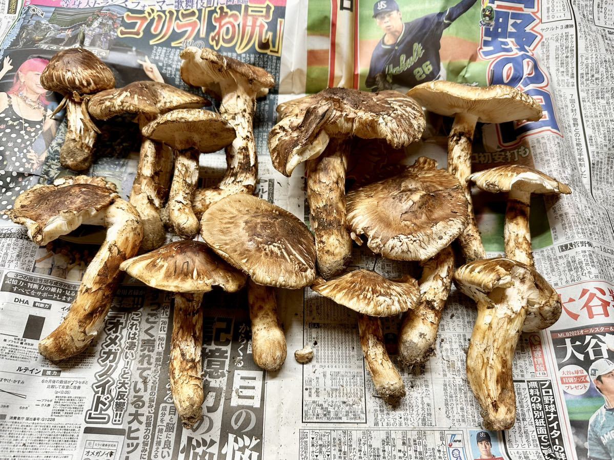 ５　国産松茸 17日採取　1kg