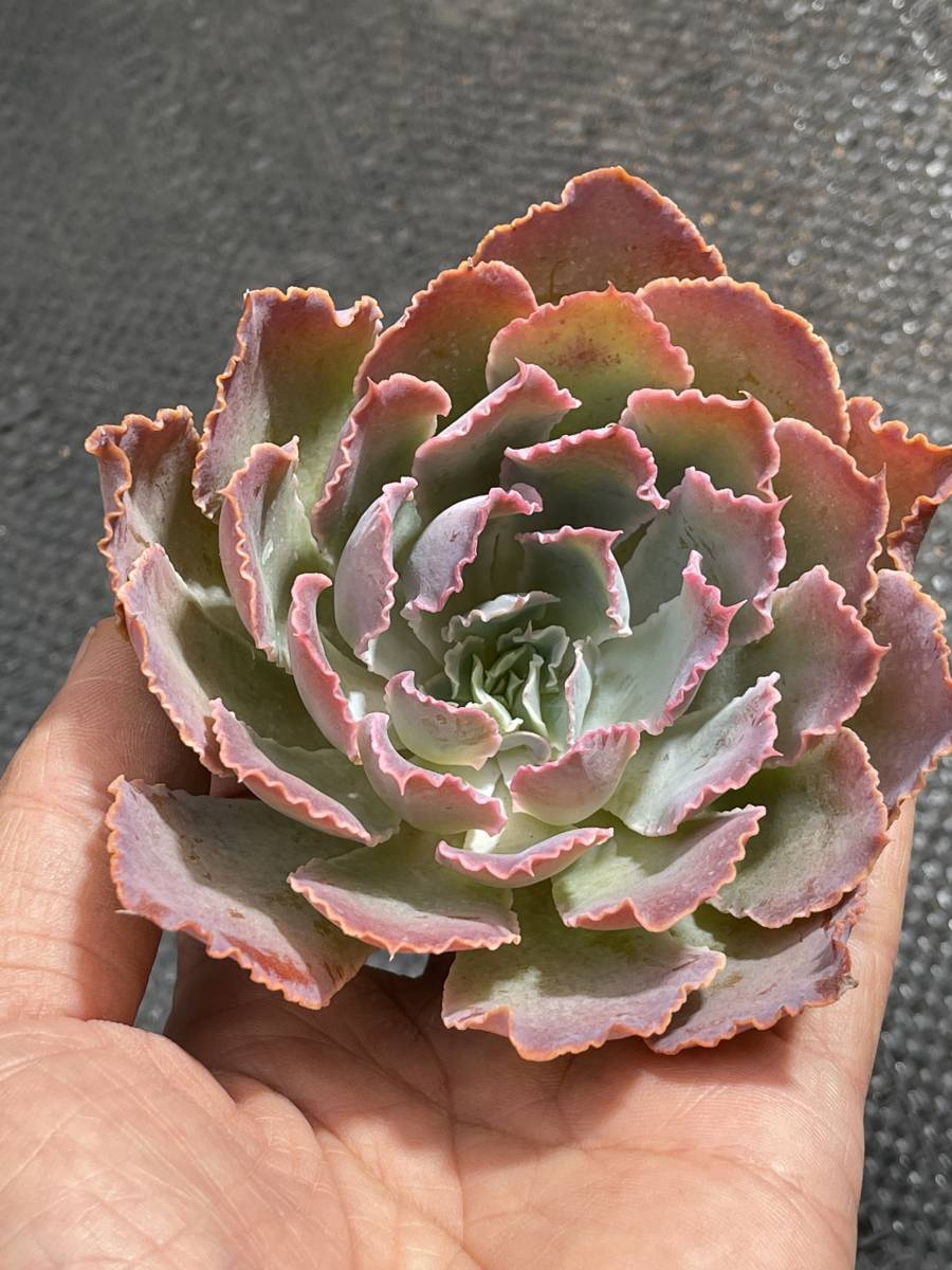 10株 G197-12　多肉植物 エケベリアNeon breaker　超美苗 サボテン 観葉植物 花 園芸　レア種