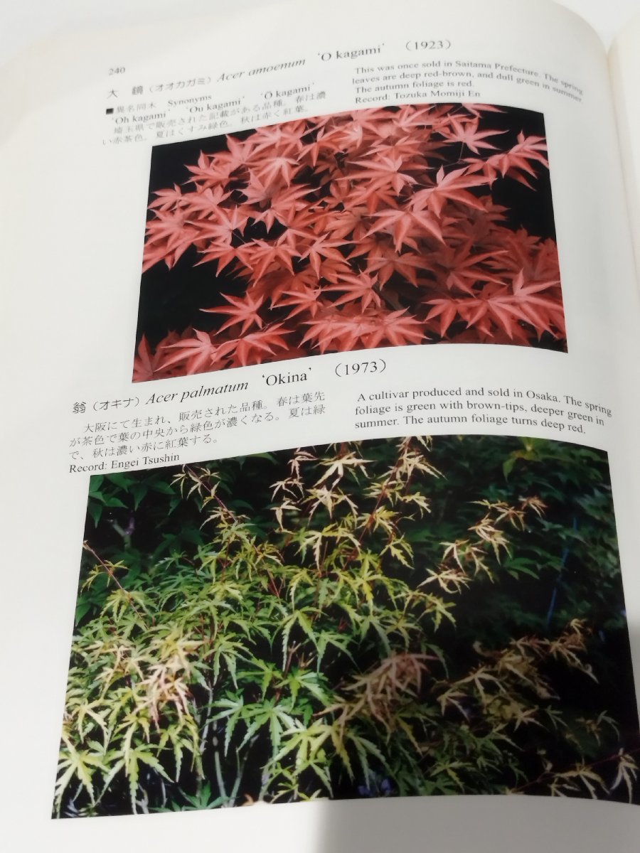 Book for カエデの本 Maples 矢野正善 : Yahoo!オークション - △01