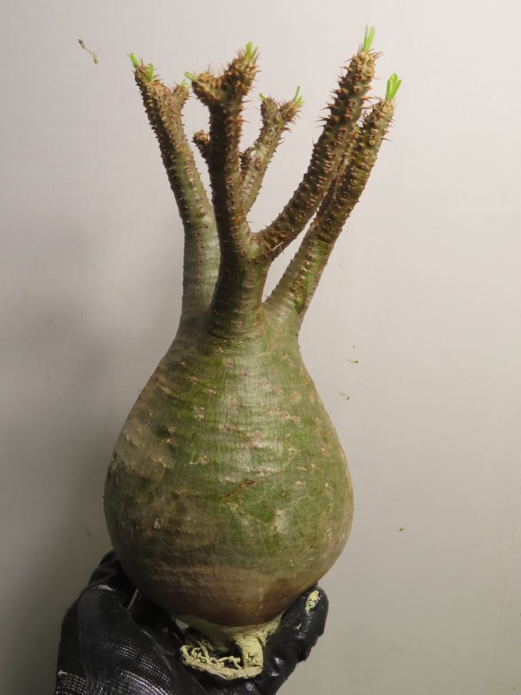 リ0344 「塊根植物」パキポディウム グラキリス ML 抜き苗【/最新到着・マダガスカル・gracilius・根切り画像要確認】