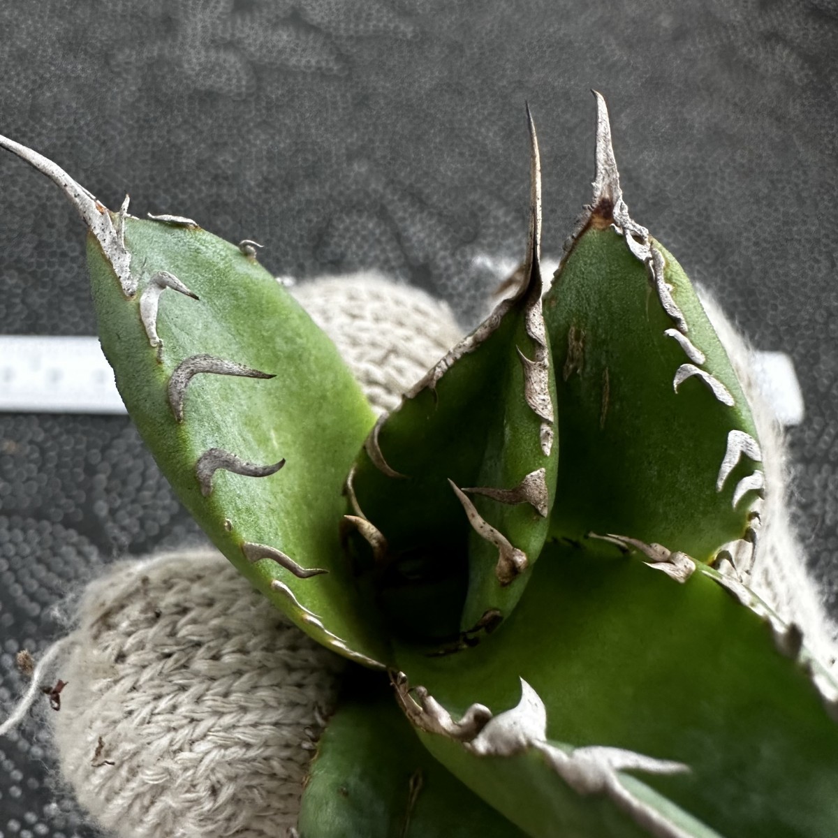 アガベ チタノタ SAD 南アフリカダイヤモンド 胴切り天 KAI産 L21 SAD