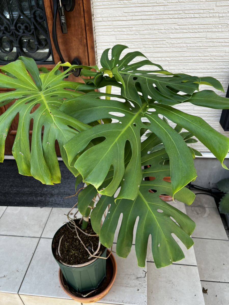 モンステラ デリシオーサ モンステラ 観葉植物 デリシオーサ 鉢付き 高
