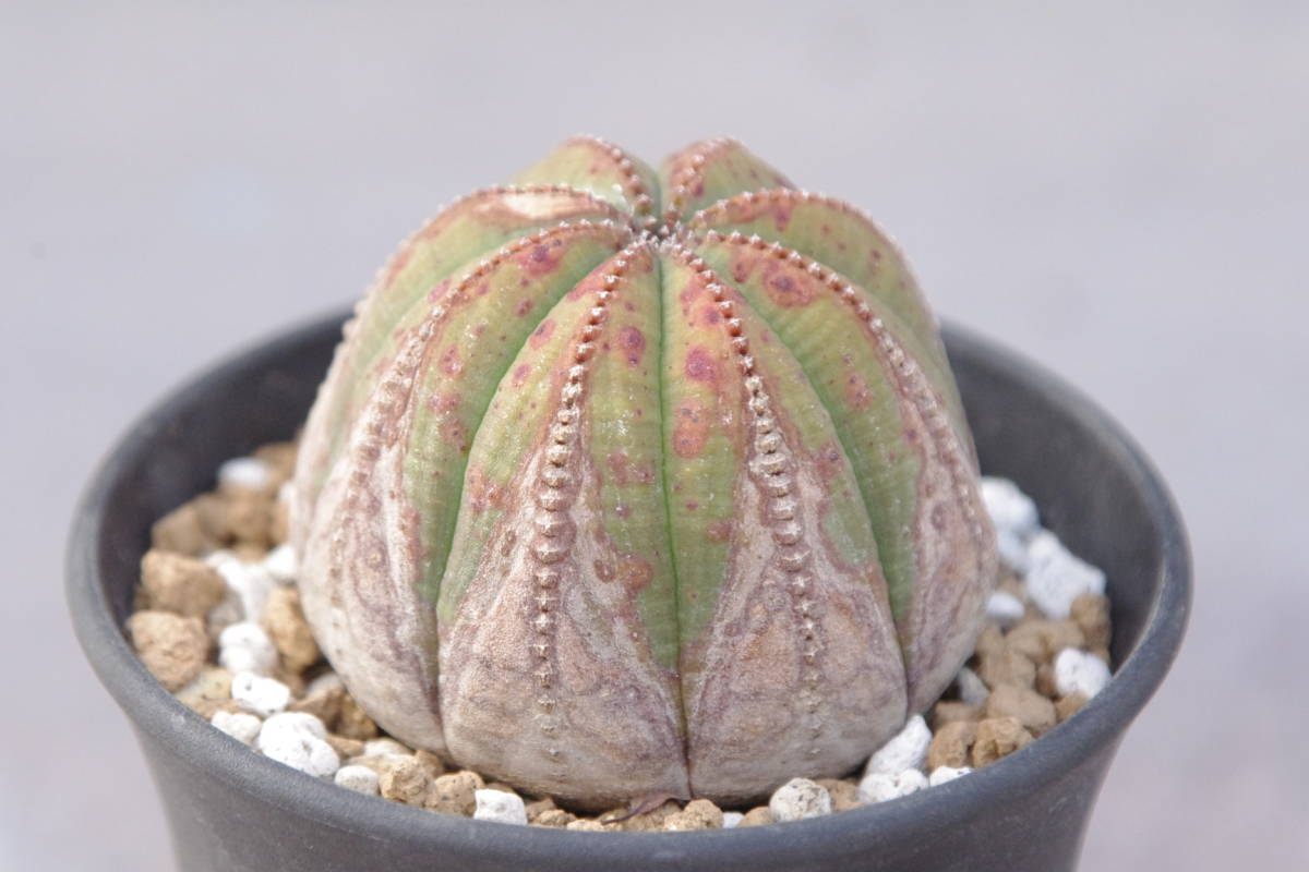 1円～ ユーフォルビア オベサ Euphorbia obesa オベサ ユーフォルビア