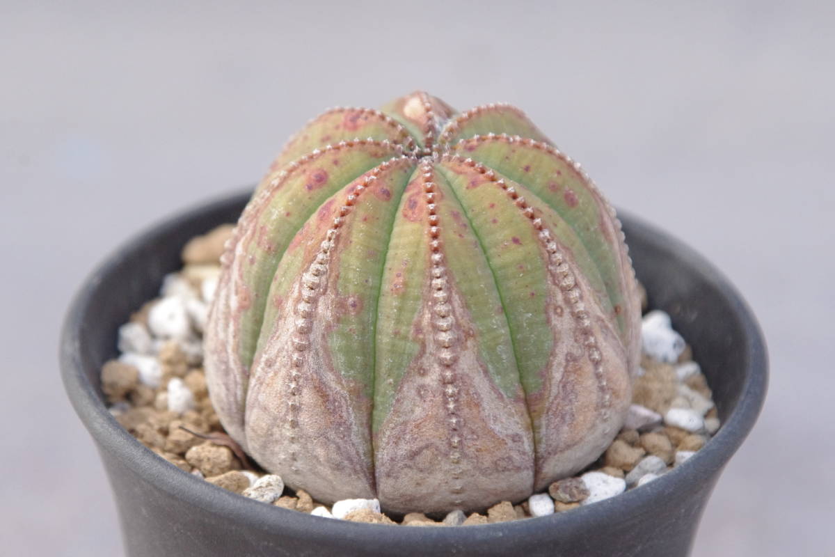 1円～ ユーフォルビア オベサ Euphorbia obesa オベサ ユーフォルビア