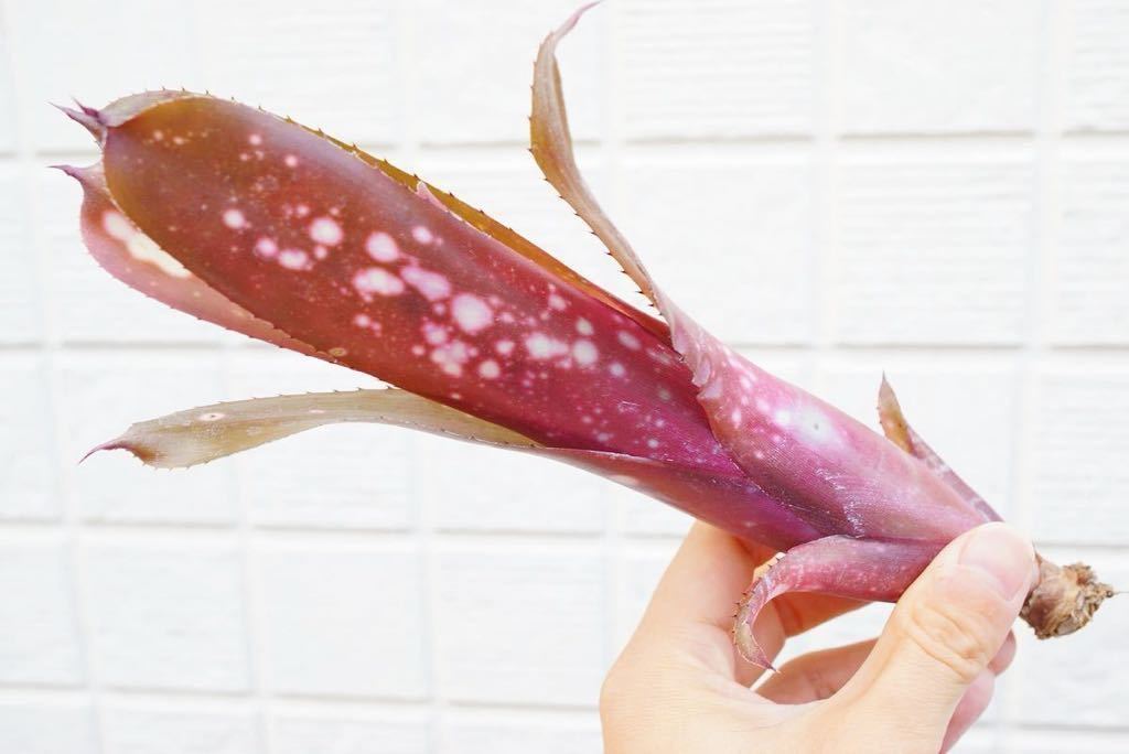 Billbergia 'Talbot Eve' ビルベルギア ブロメリア 