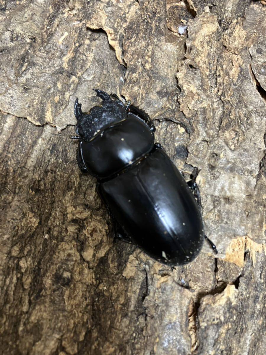 アンタエウスオオクワガタ89mmペア アンタエウスオオクワガタ ペア