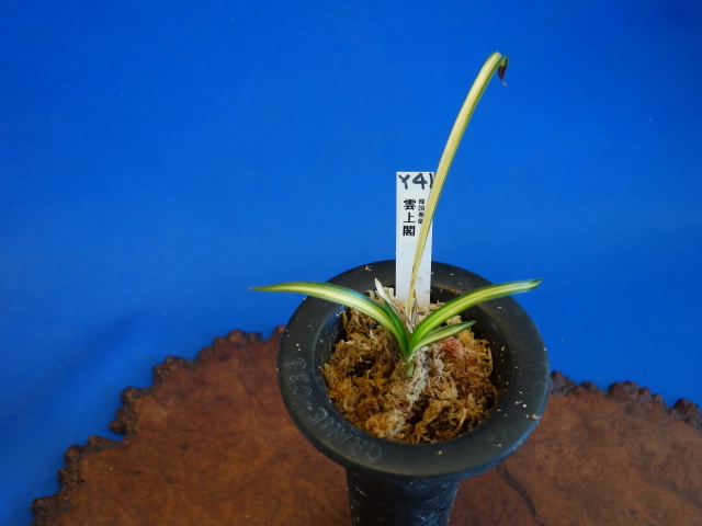 韓国春蘭｜友遊蘭ギャラリー｜友遊蘭の世界 □□□