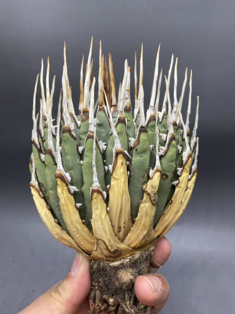 親株出品 陽炎オアハカ現地株 oaxaca 特選 アガベ チタノタ FO-076