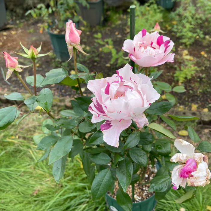 レア】一期一会 接木苗【バラ 薔薇 苗 バラ 【公式通販】