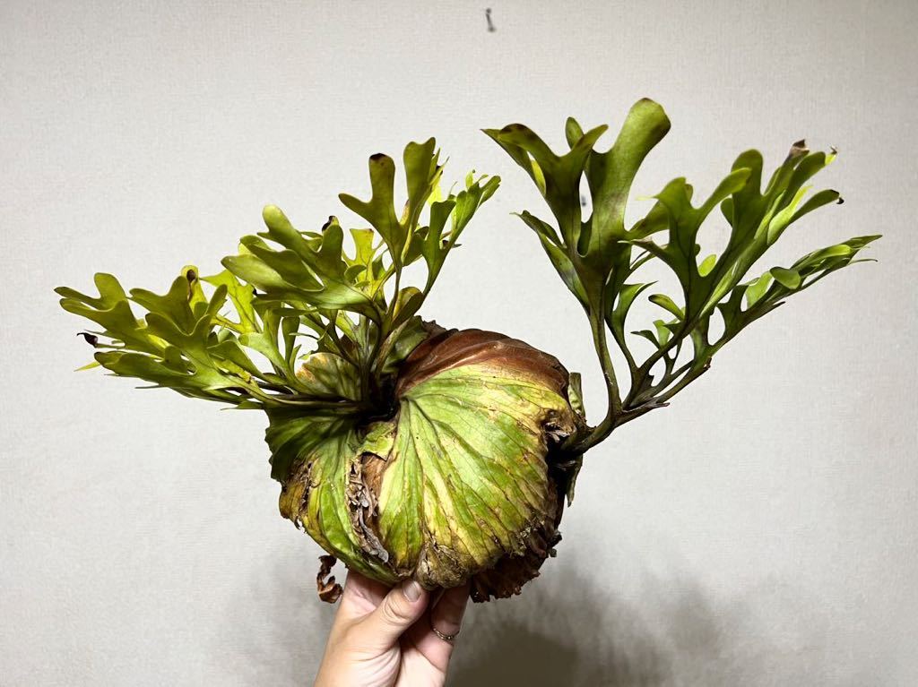 B76 レア　萎縮群生株　ボール型　▽P.ridleyi Wild double head▽ リドレー　リドレイ【PLANET】ビカクシダ