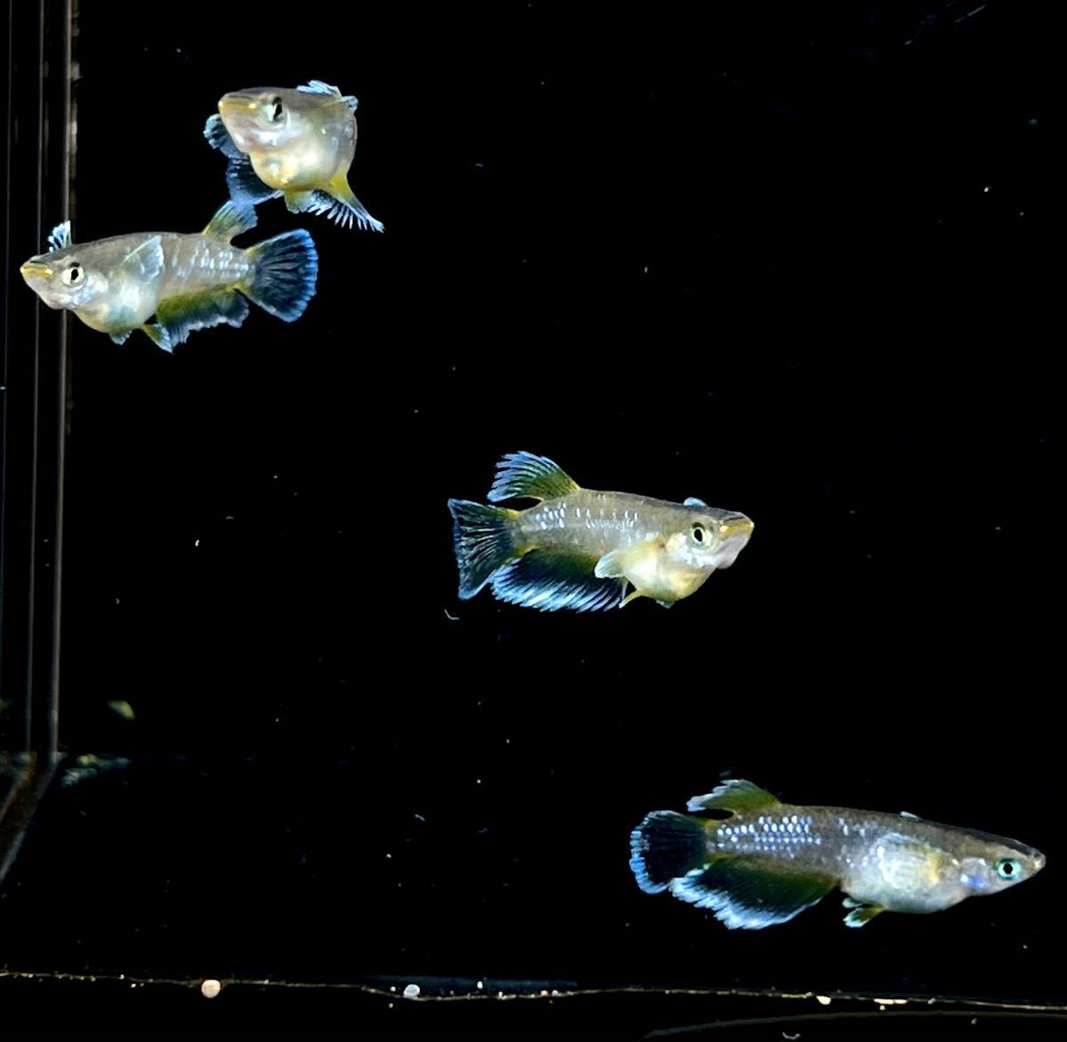 【古都めだか】厳選ヒレ伸び良好！！☆フロマージュ☆オス4匹『掛け合わせ等に♪♪♪』