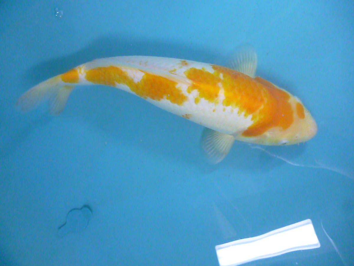 ★山古志発★№45　新品種　黄白　和鯉　当歳　36センチ前後　地域限定翌日到着地域のみ