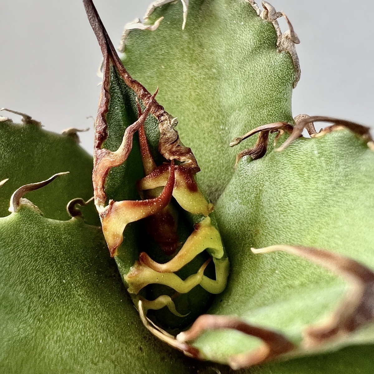 A14-9 激レア高級品種 アガベ チタノタ シーザー super caesar 陽炎狂